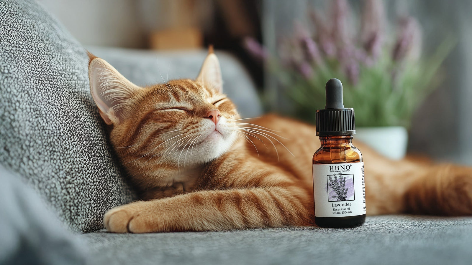 Lavender Oil for Cats – Is It Safe for Your Pet?
