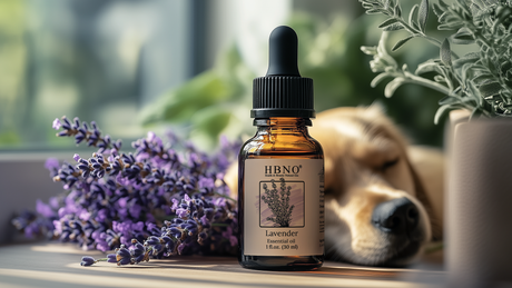 Lavender Oil for Dogs: Safety, Flea Control, and Anxiety Relief