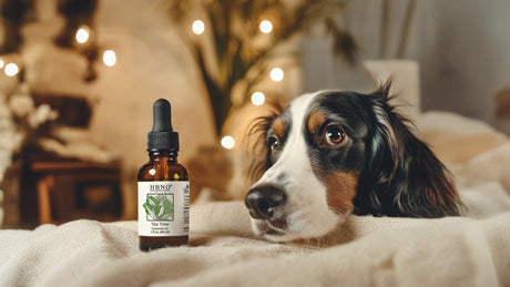 Tea Tree Oil for Dogs' Skin: Safe and Effective Solutions