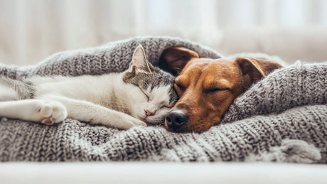 How to Use Tea Tree Oil for Fleas on Cats and Dogs