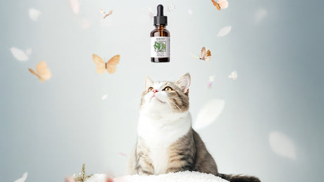 Tea Tree Oil for Cats: Safety, Risks, and What You Need to Know