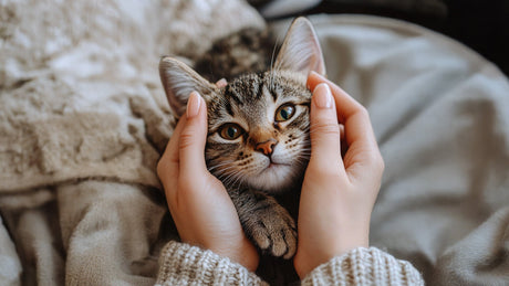 Does Coconut Oil Kill Fleas on Cats Safe Application Tips