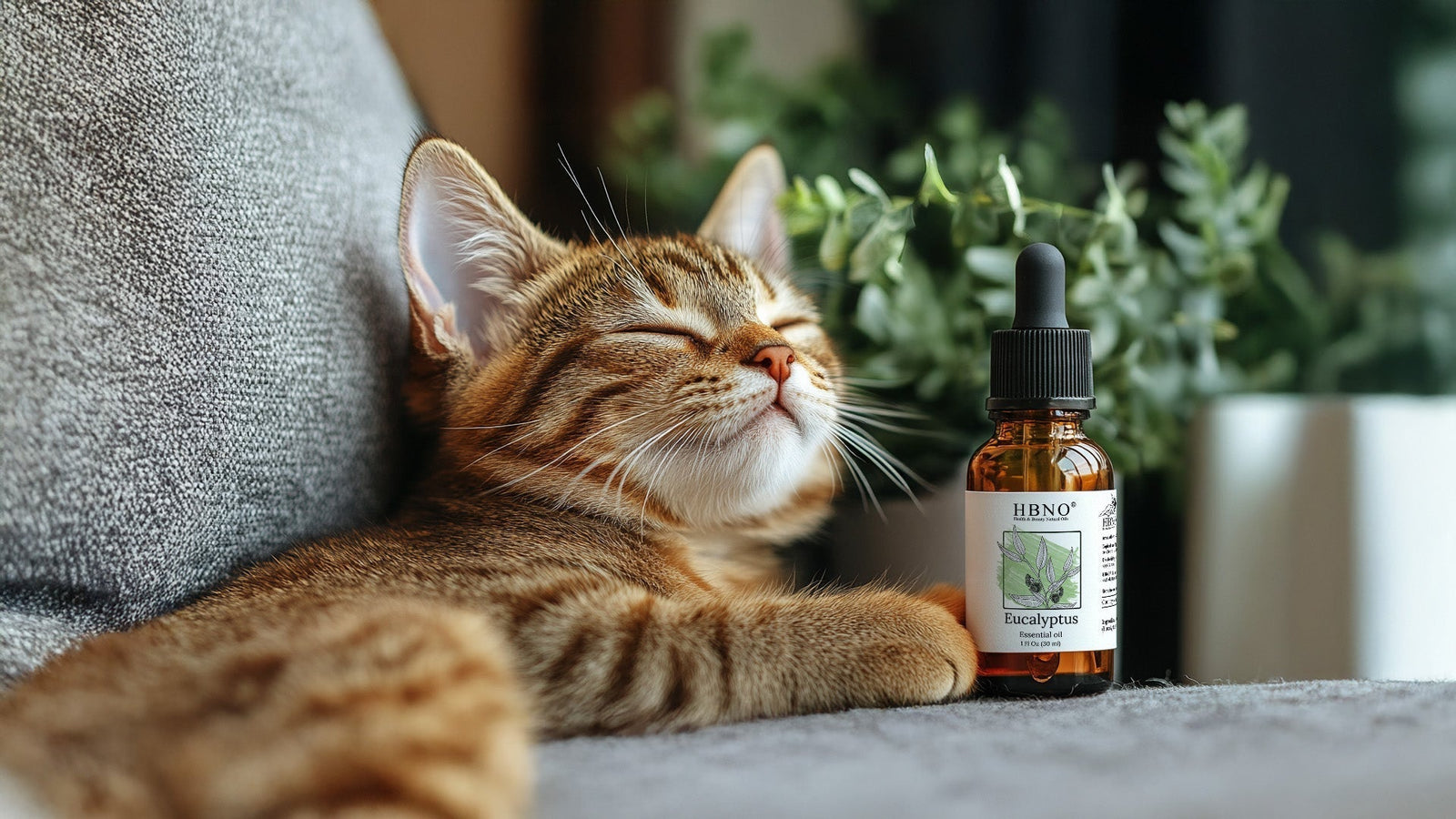 Eucalyptus Oil and Cats: Safety, Toxicity, and What You Need to Know