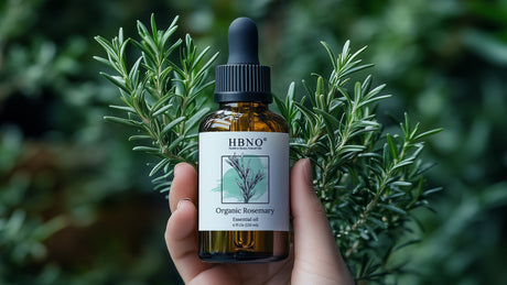 How to Extract Rosemary Essential Oil Properly