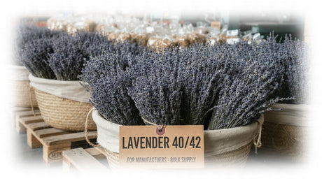 Lavender 40/42 for Manufacturers: Technical Specifications & Production Benefits