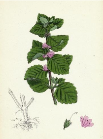 Japanese Peppermint Oil Benefits: Uses & More