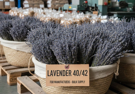 Lavender 40/42 for Manufacturers: Technical Specifications & Production Benefits