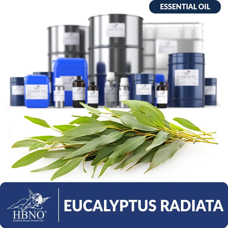 Eucalyptus Radiata Essential Oil