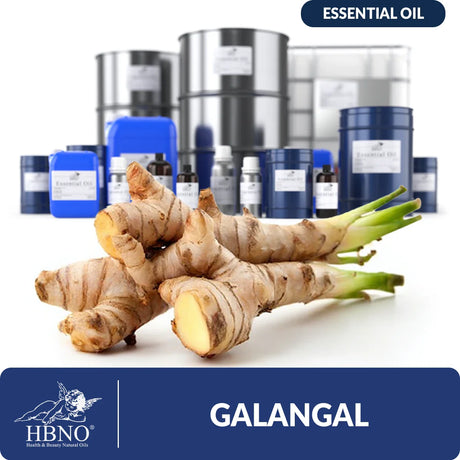Galangal Essential Oil